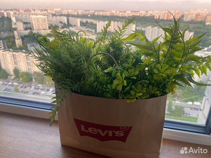 Растения для флорариума