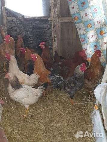 Молодые петушки