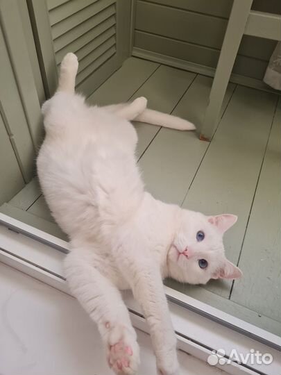 Передержка котов и котоняня на дом