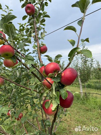 Яблоки Пастила Чипсы