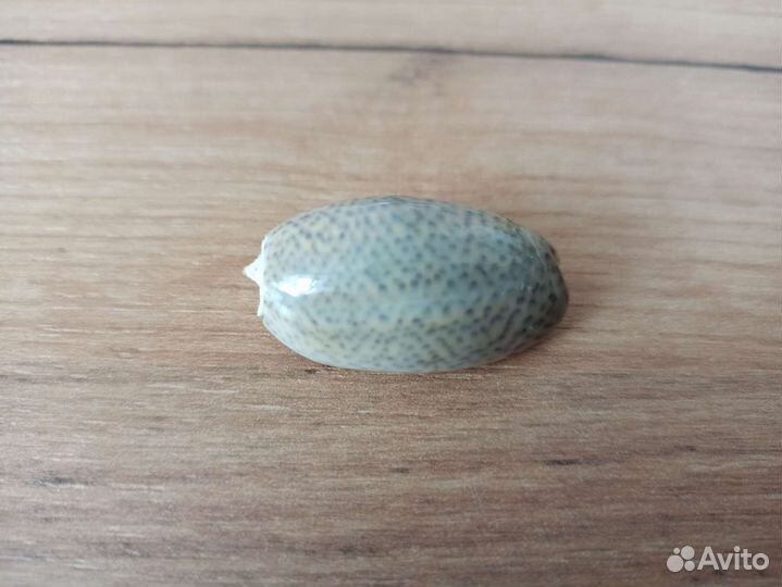 Морская раковина