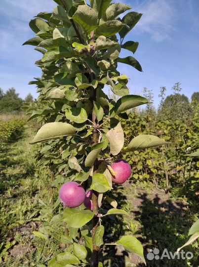 Саженцы плодово ягодных культур и декоративных роз