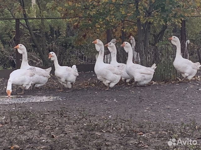 Гуси холмогорские в белгородской области и белгороде продажа с фото на авито