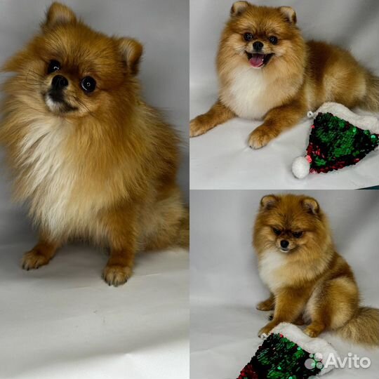 Модель на стрижку собак