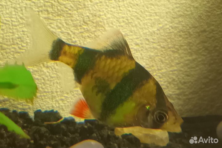 Рыбки для аквариума