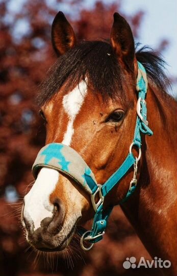 Комплект для лошади (недоуздок, попона, бинты)