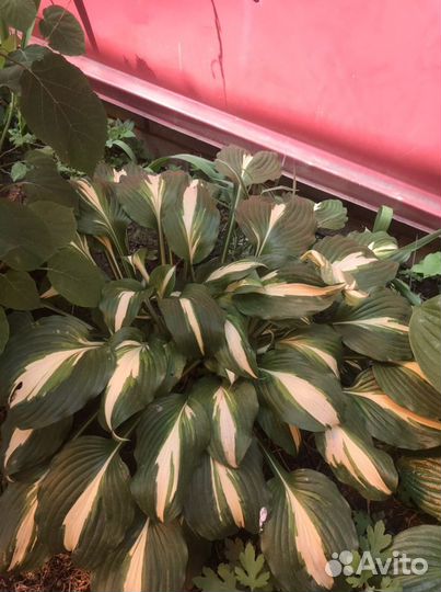 Хоста Медиовариегата, декоративная трава