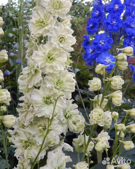 Дельфиниум многолетний