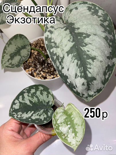 Маранта Бьюти Ким, Сциндапсус треби, Дисхидия