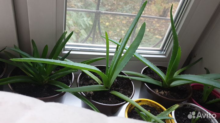 Цветы Алоэ вера