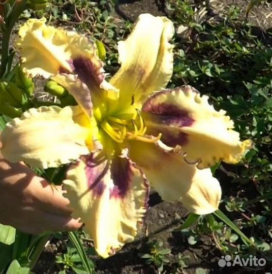 Лилейники коллекционные США