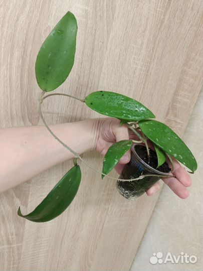 Хойи, часть 4