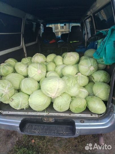 Продам капусту выращиваем село елизаветино