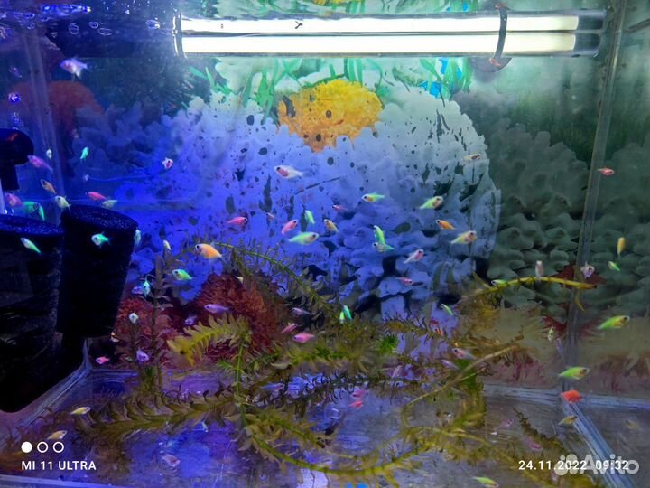 Рыбки Гуппи, Тенеции гло