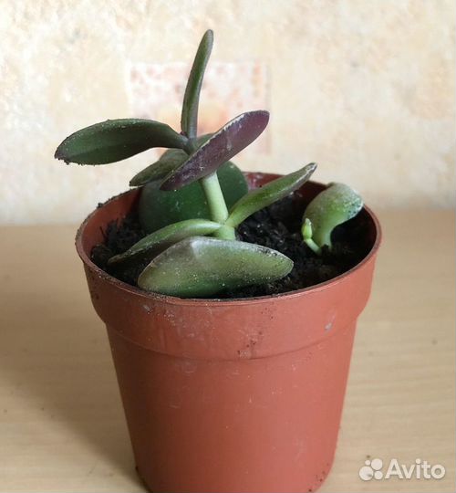 Толстянка (денежное дерево)