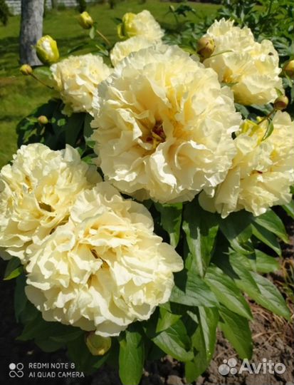 Пионы деленки sunny girl