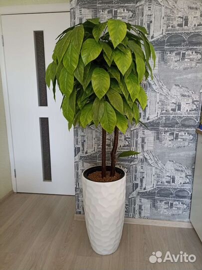 Искусственное дерево Манго/цветок