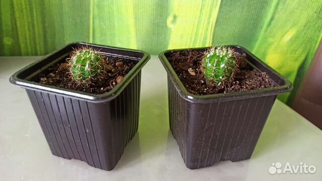 Кактус Опунция