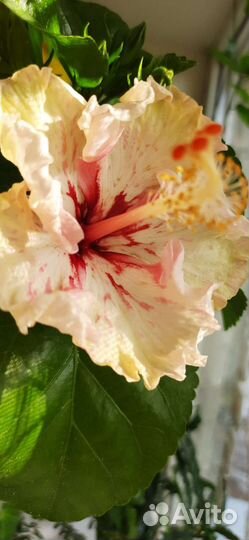 Гибискусы Saffron Moon, Zoey