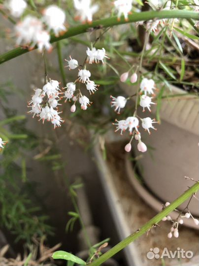 Аспарагус в горшке