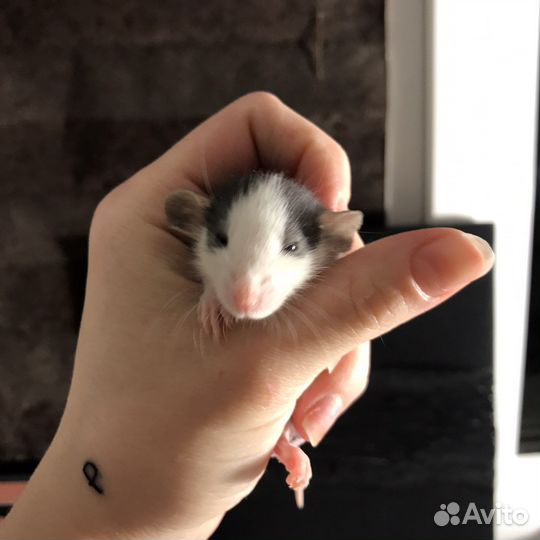 Крысы дамбо