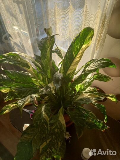 Спатифиллум 