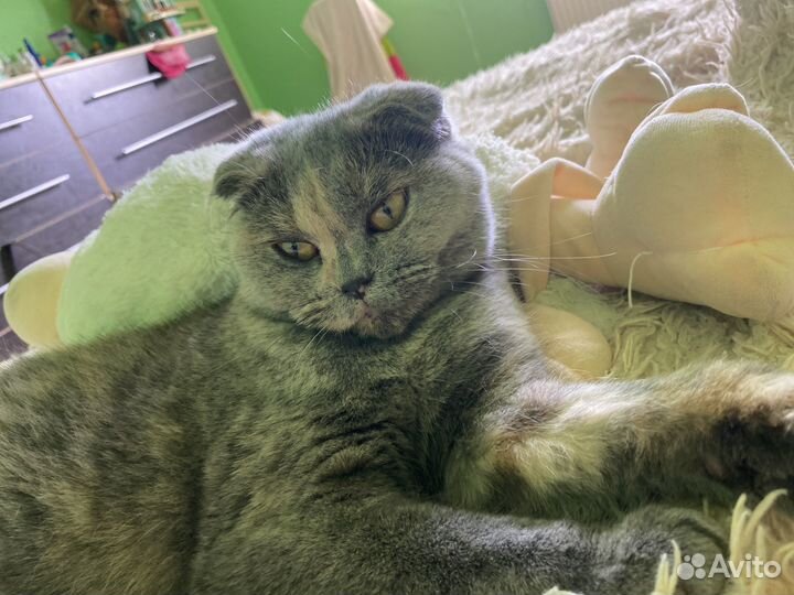 Шотландская вислоухая вязка