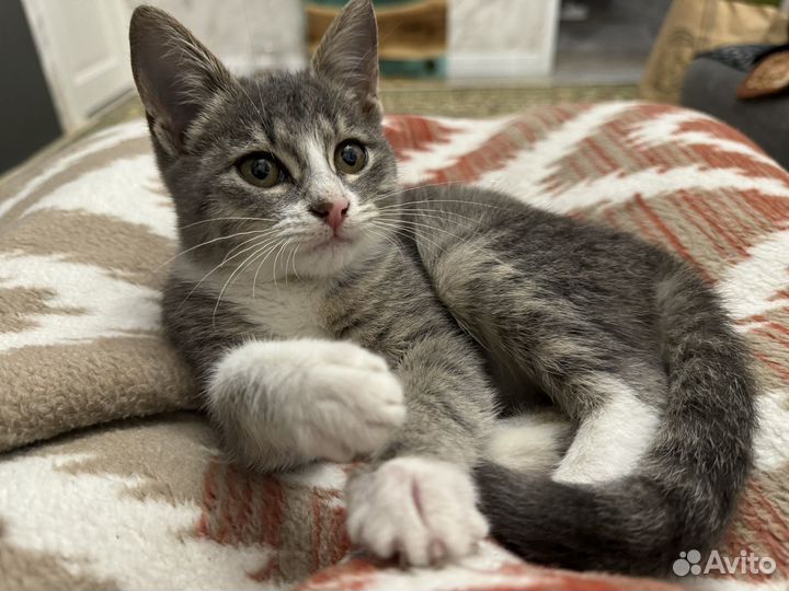 Котенок серенький