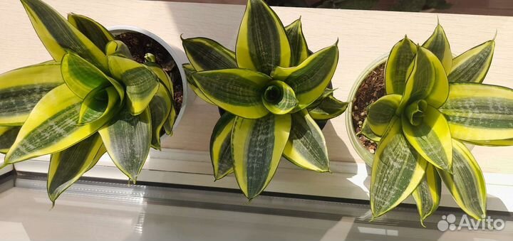 Сансевиерия сортовые