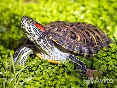 Красноухая черепаха бесплатно