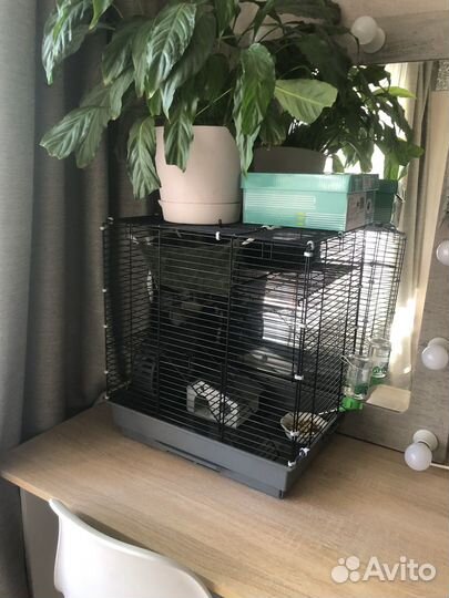 Крыса дамбо с клеткой