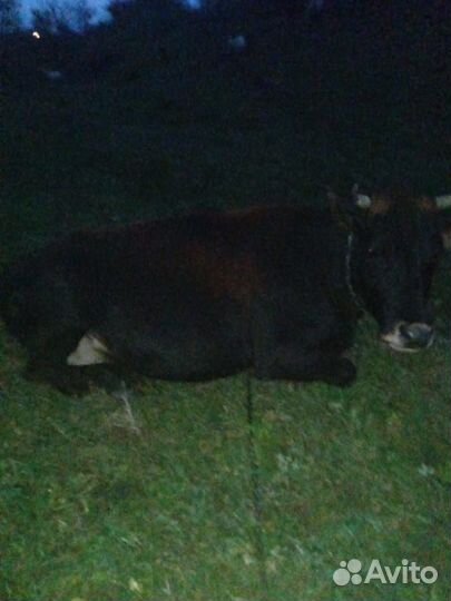 Корова и козы