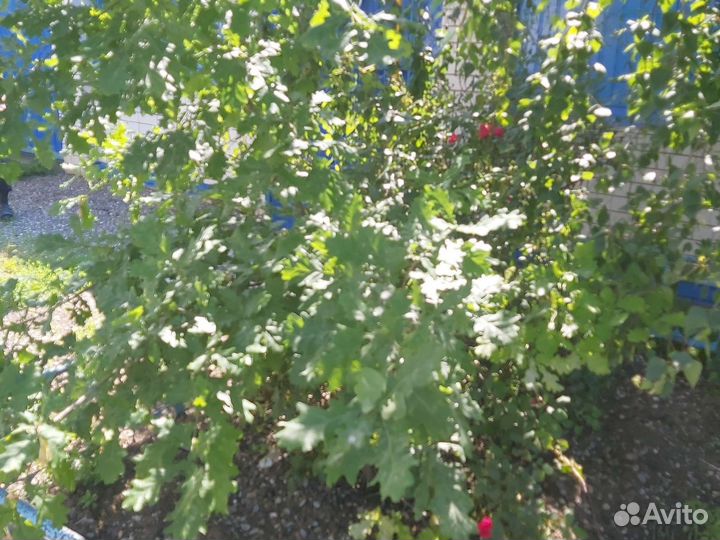 Дуб саженец бесплатно