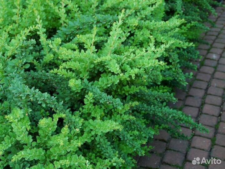 Барбарис Зеленый