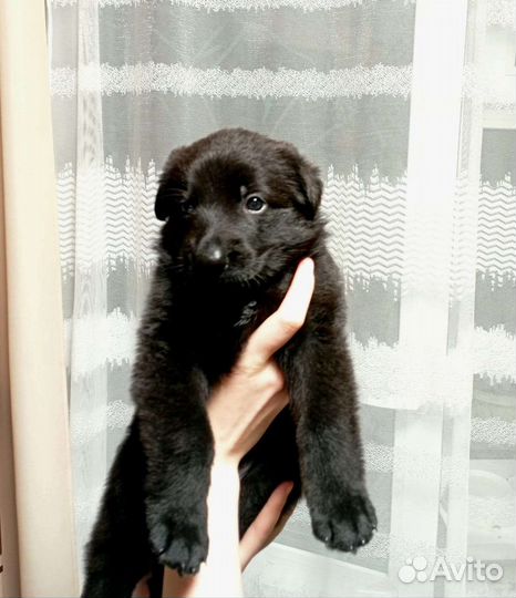 Немецкая овчарка