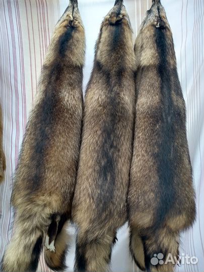 Шкуры енота, лисы, волка
