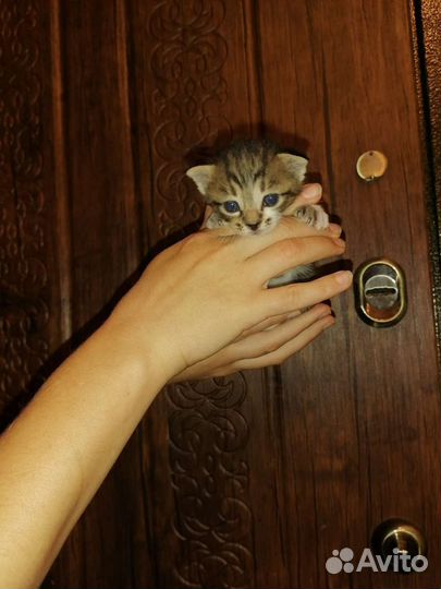 Котята в дар