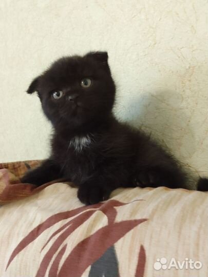 Британский котик