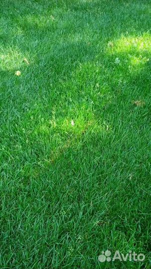 Рулонный газон, укладка, продажа
