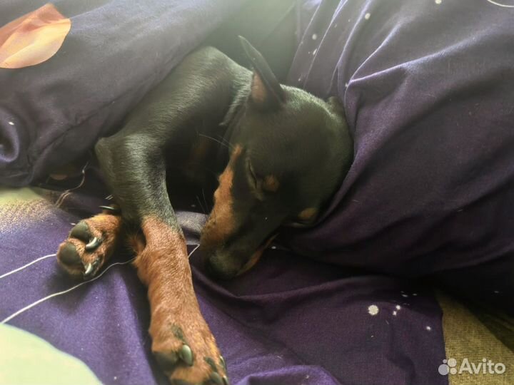 Цвергпинчер