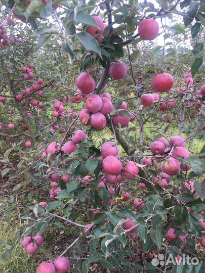 Продам свое