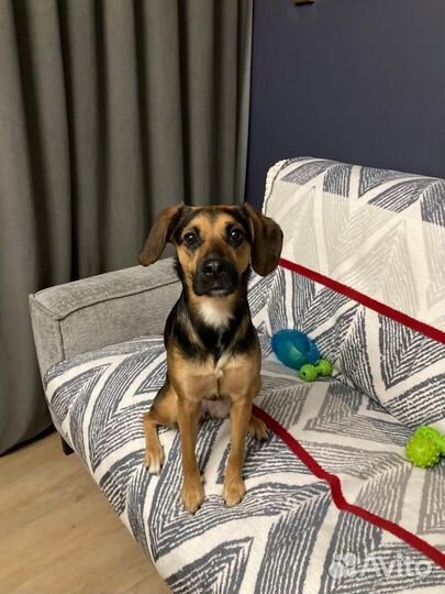 Домашние животные