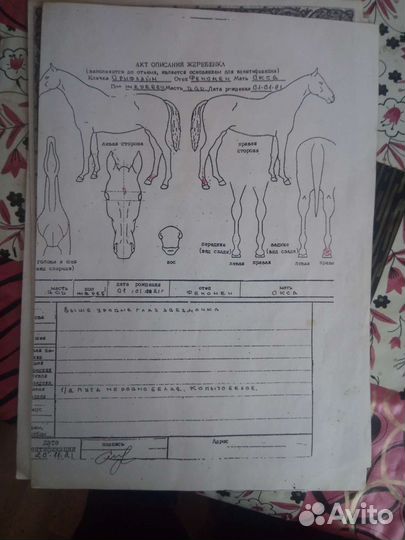 Русский рысак