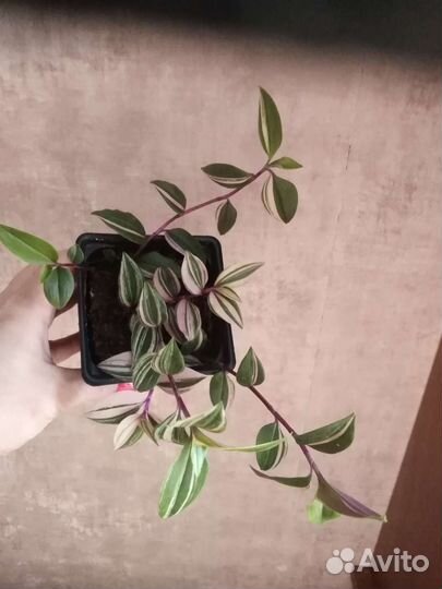 Традесканция Радужный холм