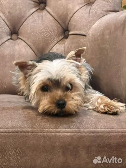 Йоркширский терьер