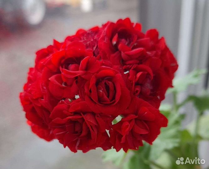 Домашние цветы