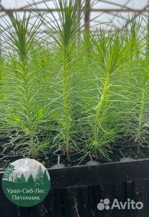 Зкс Сосна сеянцы Ели Лиственницы окс Голуб Горная