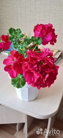 Пеларгония герань