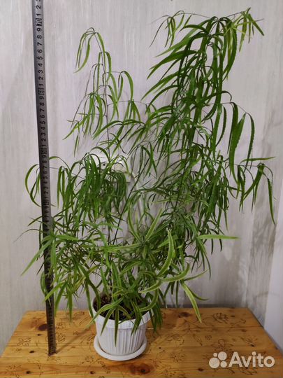 Аспарагусы