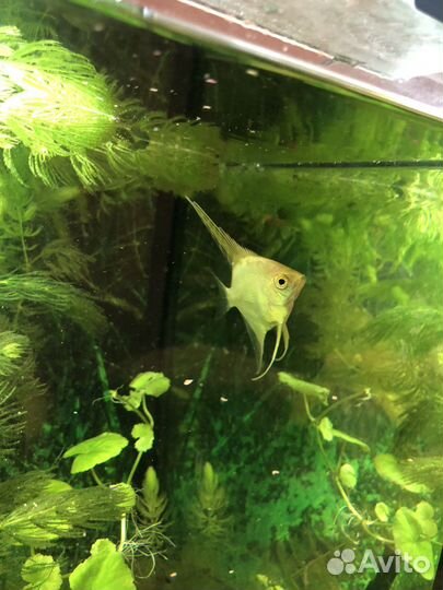 Рыба скалярия большая и маленькая 4 шт